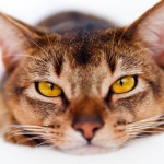 Profile picture of nihao